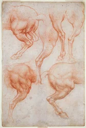 Études des membres postérieurs du cheval, vers 1508